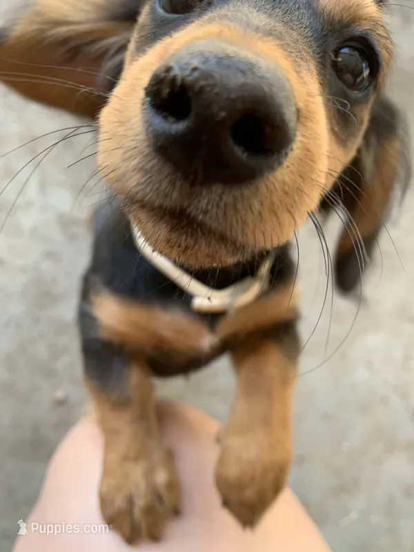 Cupcake – Dachshund puppy for sale in Antelope, CA