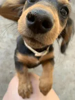 Cupcake, a female Dachshund for sale in Antelope, CA – 1 of 3