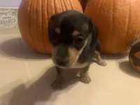 Rosie, a female Dachshund for sale in Antelope, CA – 2 of 2