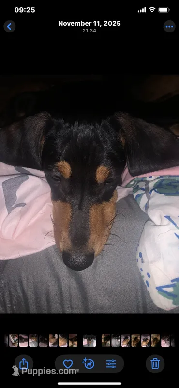 Billy Joe – Dachshund puppy for sale in Antelope, CA
