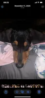 Billy Joe, a male Dachshund for sale in Antelope, CA – 1 of 2