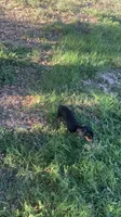 Toto, a male Chiweenie for sale in Antelope, CA – 3 of 4