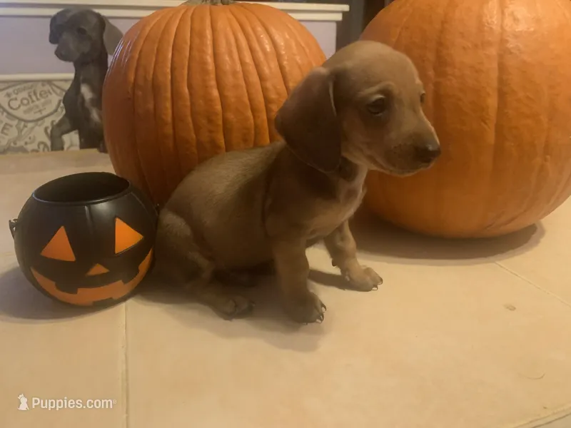 Copper, a male Dachshund for sale in Antelope, CA – 1 of 2