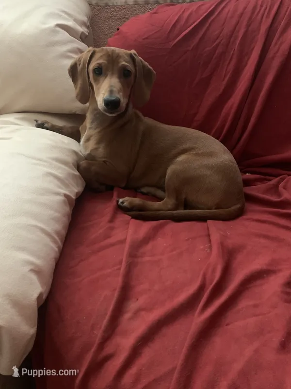 Mr. Wingston – Dachshund puppy for sale in Antelope, CA