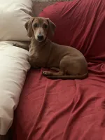 Mr. Wingston, a male Dachshund for sale in Antelope, CA – 1 of 4