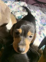 Rexik , a male Dachshund for sale in Antelope, CA – 3 of 3
