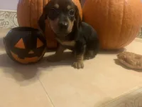 Casper, a male Dachshund for sale in Antelope, CA – 2 of 2