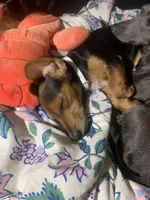 Lenny, a female Dachshund for sale in Antelope, CA – 3 of 3