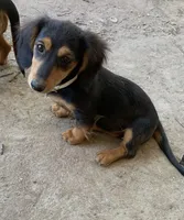 Cupcake, a female Dachshund for sale in Antelope, CA – 2 of 3