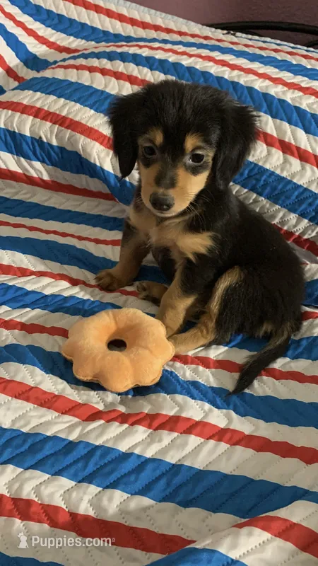 Sharik  – Dachshund puppy for sale in Antelope, CA