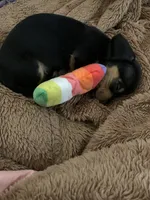 Pocket pet Toto, a male Chiweenie for sale in Antelope, CA – 3 of 3