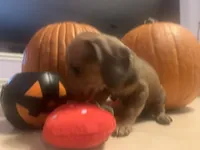 Copper, a male Dachshund for sale in Antelope, CA – 2 of 2