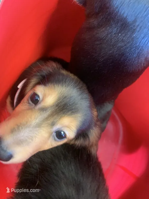 Rexik  – Dachshund puppy for sale in Antelope, CA