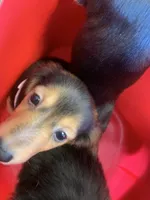 Rexik , a male Dachshund for sale in Antelope, CA – 1 of 3
