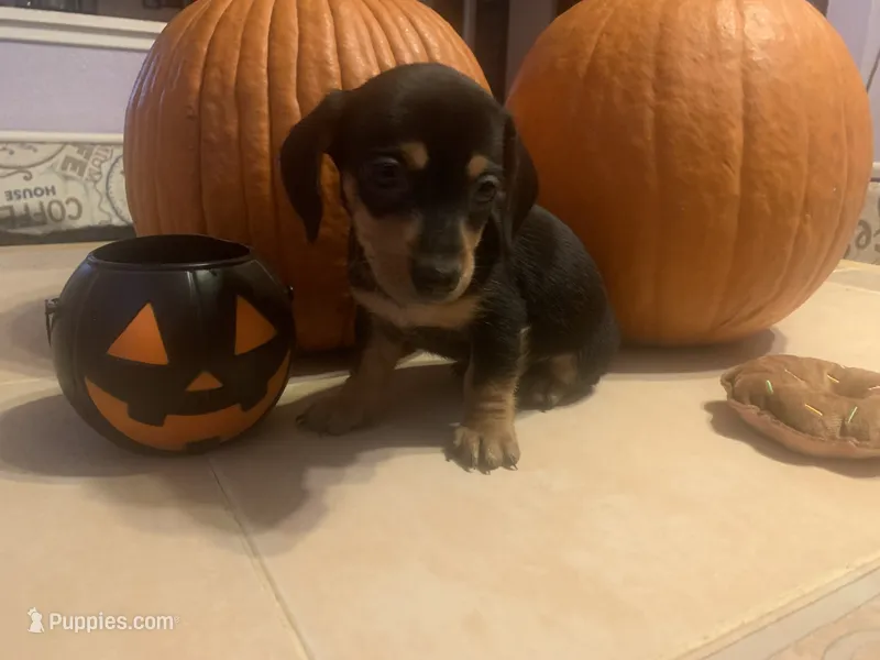 Casper – Dachshund puppy for sale in Antelope, CA