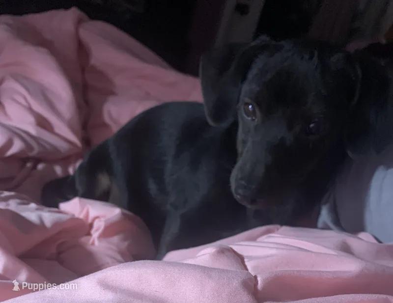 Pocket pet Marco – Chiweenie puppy for sale in Antelope, CA