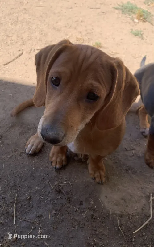 Mr. Wingston – Dachshund puppy for sale in Antelope, CA