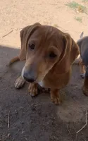 Mr. Wingston, a male Dachshund for sale in Antelope, CA – 1 of 3