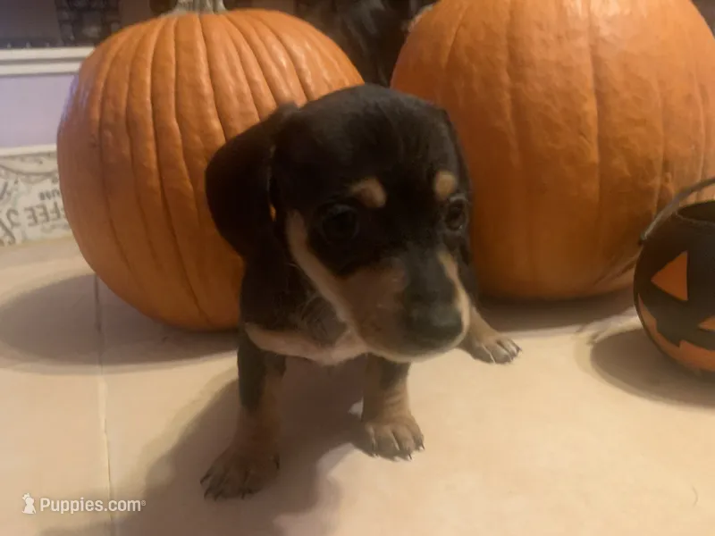 Rosie – Dachshund puppy for sale in Antelope, CA