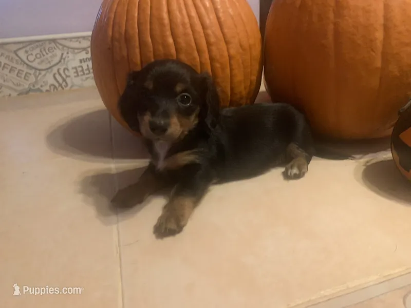 Daisy – Dachshund puppy for sale in Antelope, CA