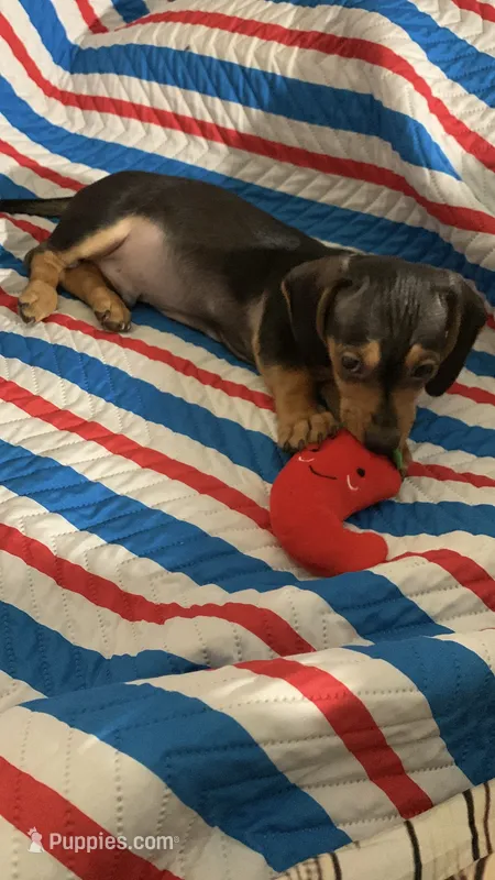 Rexik  – Dachshund puppy for sale in Antelope, CA