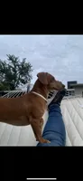 Mr Washington, a male Dachshund for sale in Antelope, CA – 2 of 2