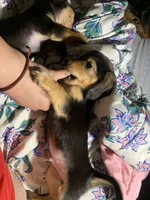 Bobik, a male Dachshund for sale in Antelope, CA – 2 of 2