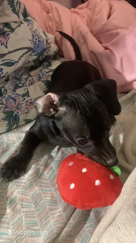 Pocket pet Marco – Chiweenie puppy for sale in Antelope, CA
