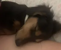 Cupcake, a female Dachshund for sale in Antelope, CA – 3 of 3