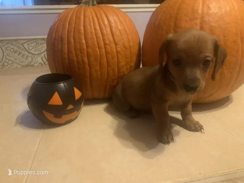 Mudd  – Dachshund puppy for sale in Antelope, CA