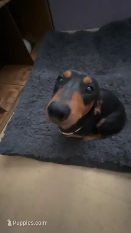 Billy Joe – Dachshund puppy for sale in Antelope, CA