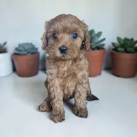 Green collar boy, a male Cavapoo for sale in Georgetown, TX – 1 of 1