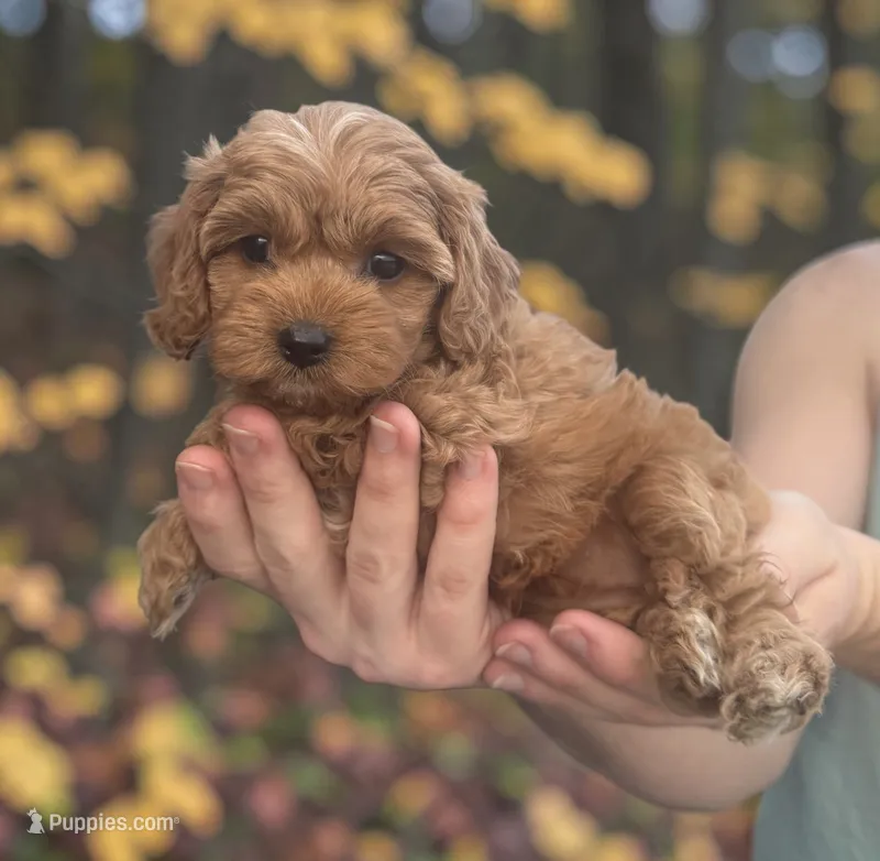 Purple girl – Cavapoo puppy for sale in Georgetown, TX