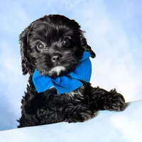 Cooper, a male Cavapoo for sale in Georgetown, TX – 1 of 1