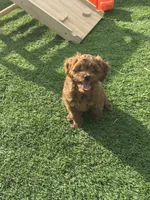 Purple collar girl, a female Cavapoo for sale in Georgetown, TX – 3 of 3