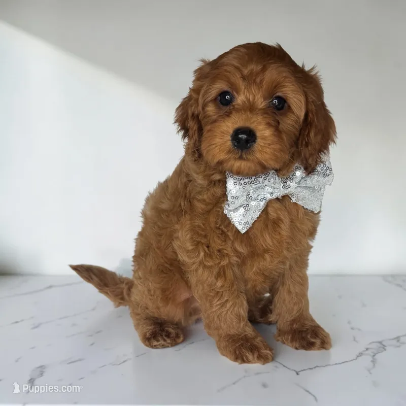 Silver collar boy – Cavapoo puppy for sale in Georgetown, TX