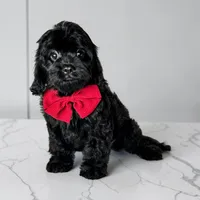 Benny, a male Cavapoo for sale in Georgetown, TX – 1 of 1