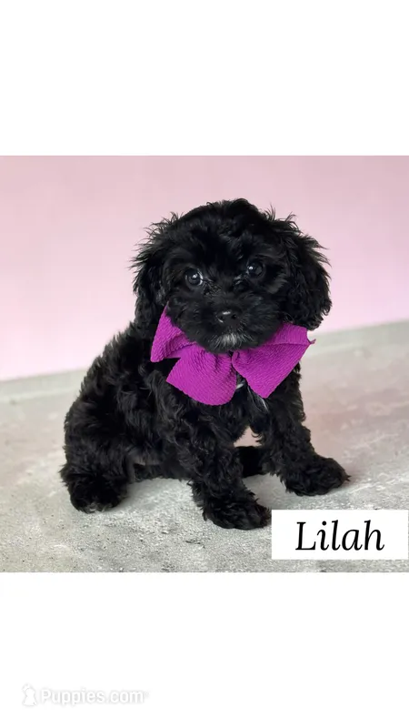 Lilah – Cavapoo puppy for sale in Georgetown, TX