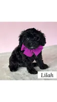 Lilah, a female Cavapoo for sale in Georgetown, TX – 1 of 1