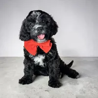 Dexter, a male Cavapoo for sale in Georgetown, TX – 1 of 1