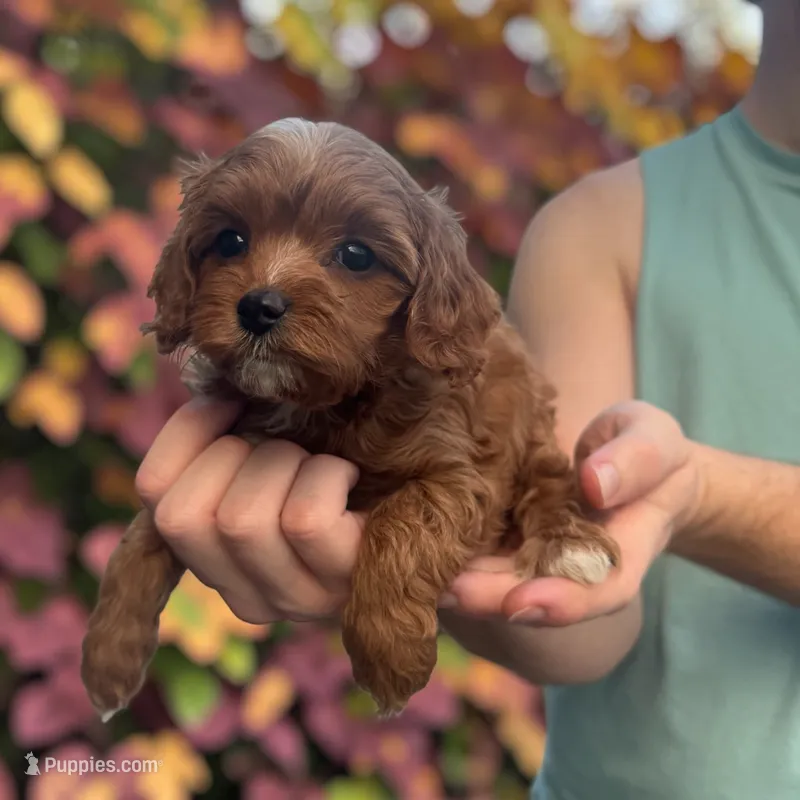 Pink girl – Cavapoo puppy for sale in Georgetown, TX