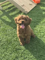 Purple collar girl, a female Cavapoo for sale in Georgetown, TX – 2 of 3