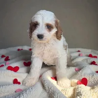 Red boy, a male Cavapoo for sale in Georgetown, TX – 1 of 1