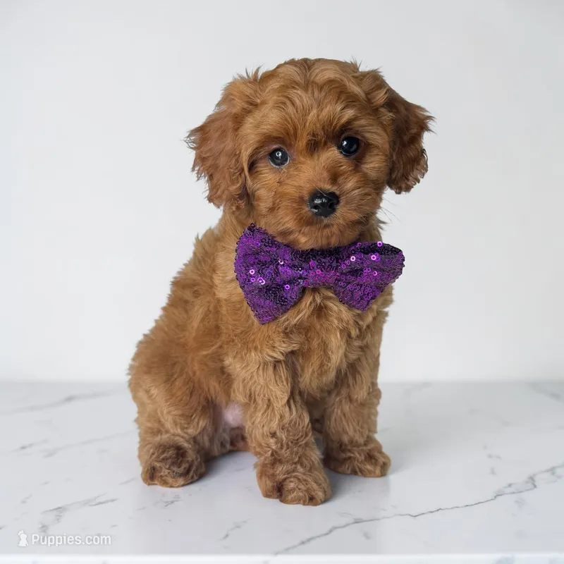 Purple collar girl – Cavapoo puppy for sale in Georgetown, TX