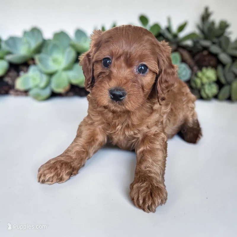 Silver collar boy – Cavapoo puppy for sale in Georgetown, TX
