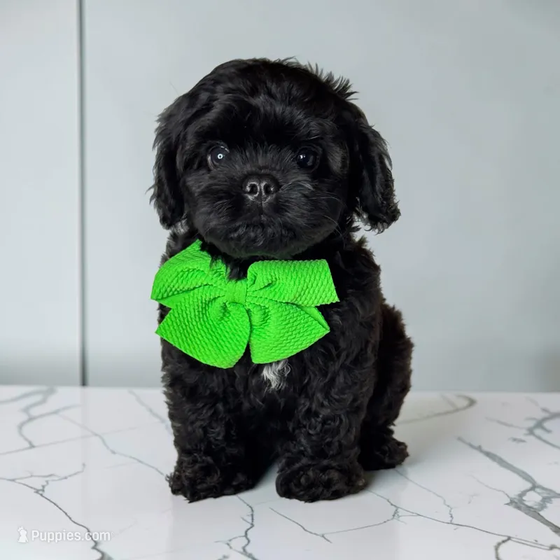 Todd – Cavapoo puppy for sale in Georgetown, TX