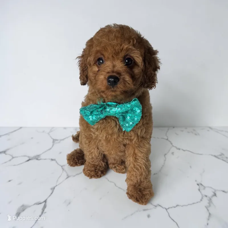 Teal collar girl – Cavapoo puppy for sale in Georgetown, TX