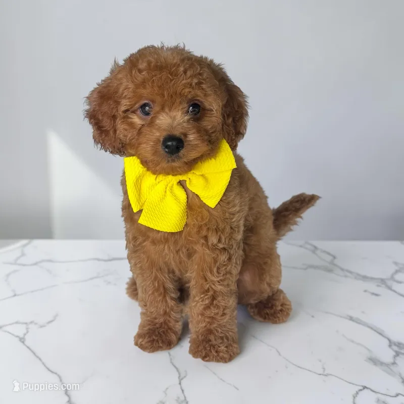 Yellow collar boy – Cavapoo puppy for sale in Georgetown, TX