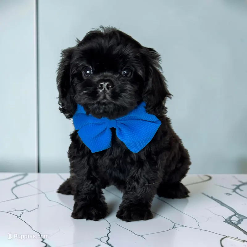 Tucker – Cavapoo puppy for sale in Georgetown, TX