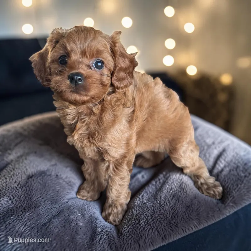 Purple collar girl, a female Cavapoo for sale in Georgetown, TX – 1 of 1